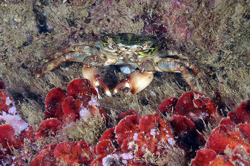 Pachygrapsus marmoratus cambia il carapace